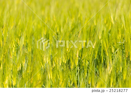 Green wheat field close up Green wheat field close up 25218277