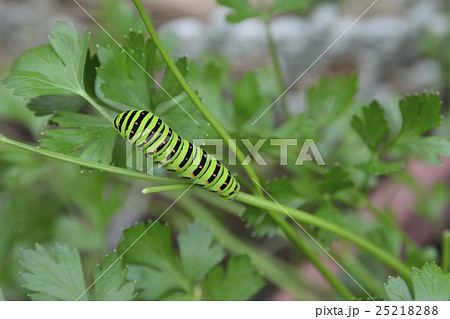 キアゲハ五齢幼虫 25218288