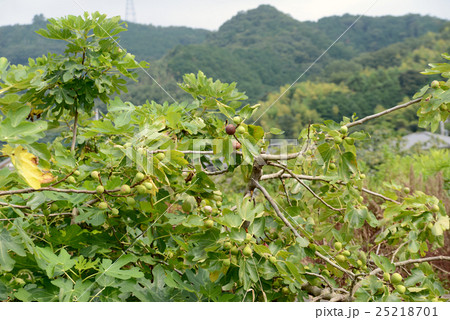 イチジク 25218701