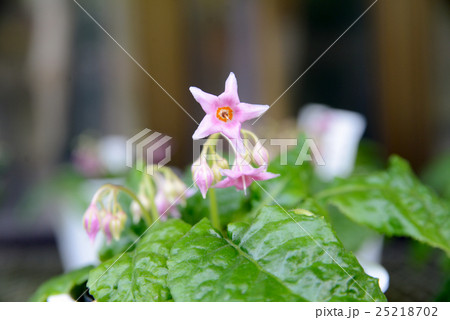 イワタバコ 25218702