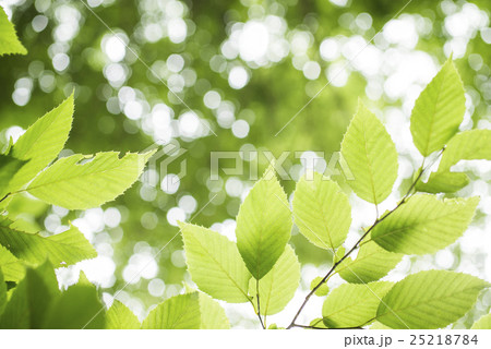 イヌシデの緑の葉の写真素材