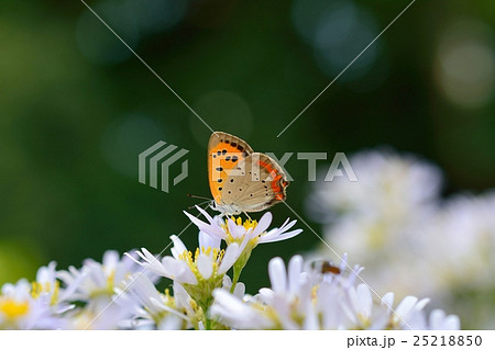 ベニシジミと花 25218850