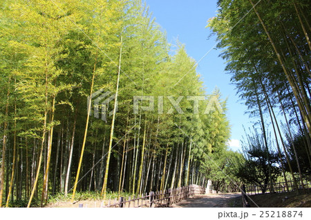 日本の竹 その8。 Japanese bamboo 25218874