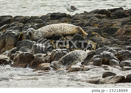 Pusa is a genus of earless seals. Pusa is a genus of earless seals. 25218899