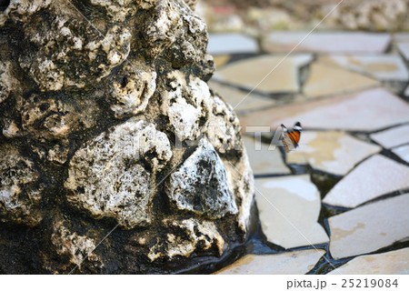 石垣に飛ぶ蝶 25219084