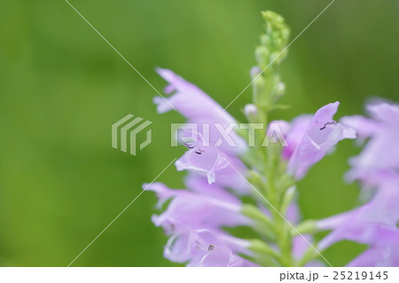 花虎ノ尾 花虎ノ尾 25219145