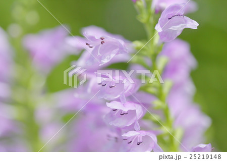 花虎ノ尾 花虎ノ尾 25219148