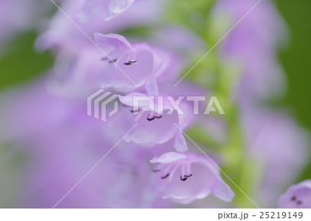 花虎ノ尾 花虎ノ尾 25219149