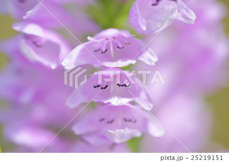 花虎ノ尾 花虎ノ尾 25219151