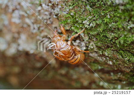 セミの抜け殻 25219157