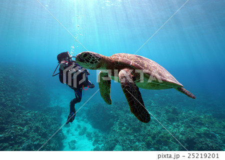 ウミガメとダイバー 25219201
