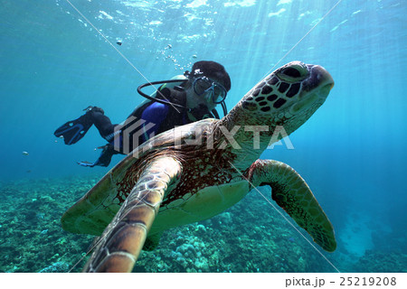 ウミガメとダイバー ウミガメとダイバー 25219208