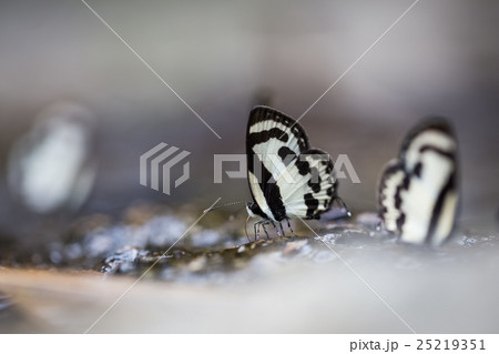 little butterflies on wet rock little butterflies on wet rock 25219351
