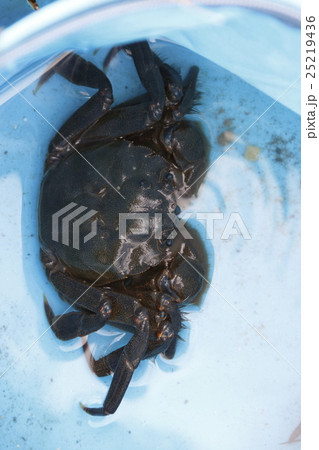 モクズガニ モクズガニ 25219436