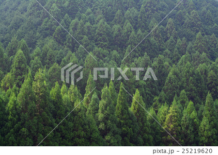 紀伊山地の杉林 25219620