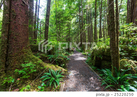 Vancouver forest Vancouver forest 25220250