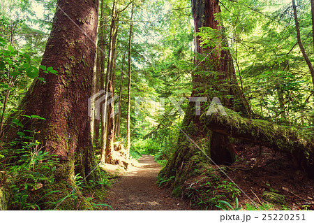 Vancouver forest Vancouver forest 25220251