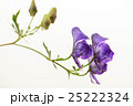 ヤマトリカブト 25222324