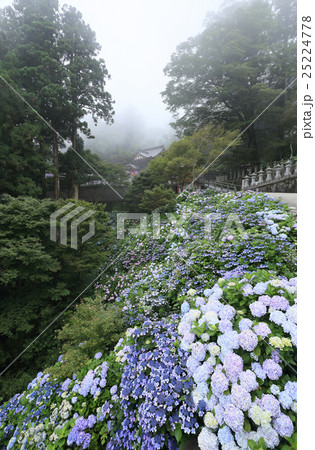四国霊場第66番札所「雲辺寺」雲中の本堂と紫陽花 四国霊場第66番札所「雲辺寺」雲中の本堂と紫陽花 25224778