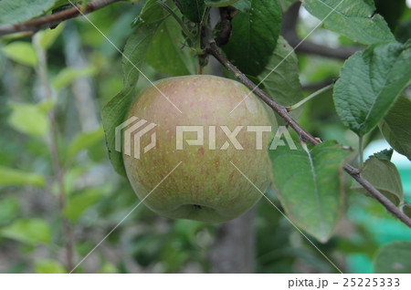 ふじはリンゴの王様 25225333