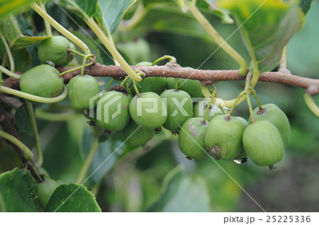 果実 果実 25225336