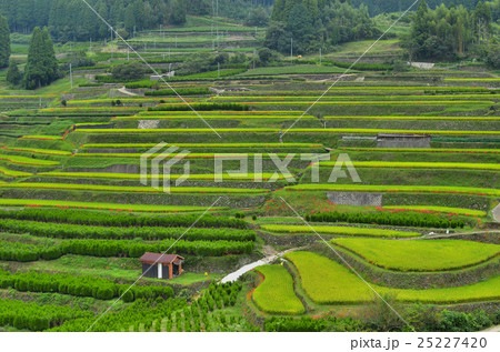 八女の棚田 八女の棚田 25227420