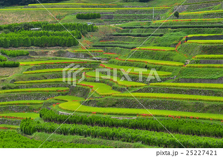 八女の棚田 25227421