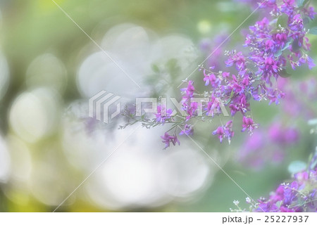 優美な萩 25227937