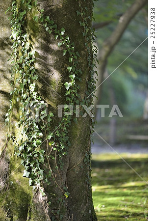 木洩れ日の当たる大木とツタ 25227938