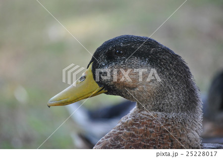 見つめる目 見つめる目 25228017