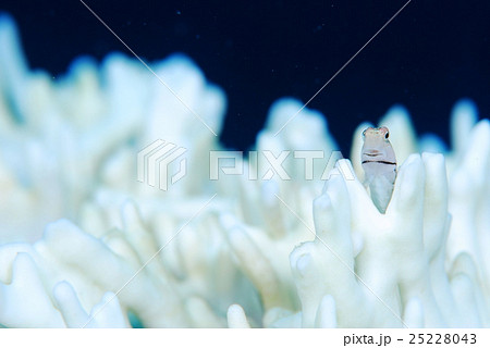 イシガキカエルウオ 25228043