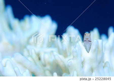 イシガキカエルウオ イシガキカエルウオ 25228045