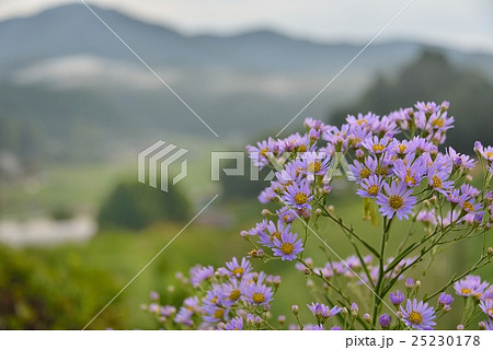紫の花越しの朝靄 25230178