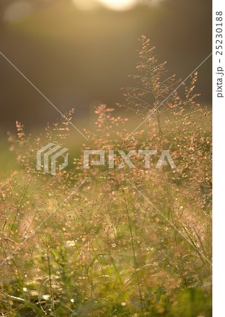 黄金のキラキラ 黄金のキラキラ 25230188