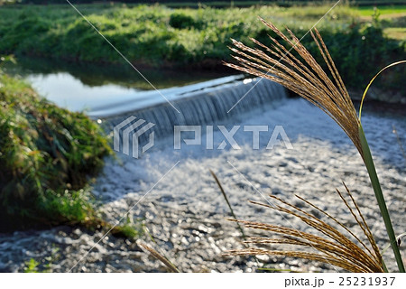 ススキと谷川 25231937