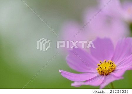 上を向いて行こう 上を向いて行こう 25232035