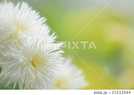 さわやかな菊の花 25232044