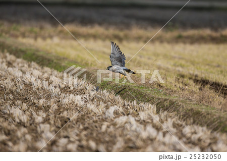 ハヤブサの飛翔 25232050