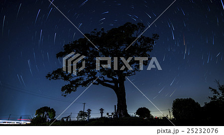 giant tree and star trail 25232076