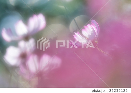 桃色の幻想 桃色の幻想 25232122