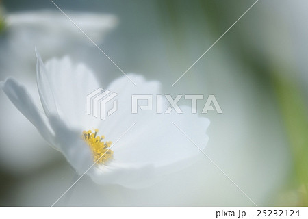 白の幻想 25232124