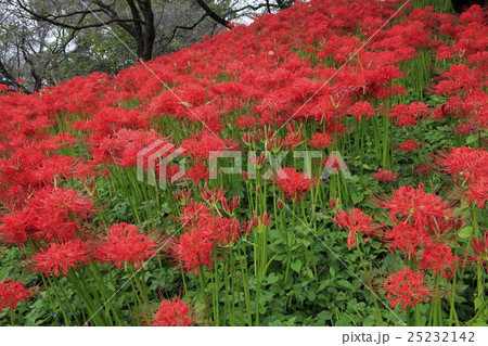 曼殊沙華 25232142