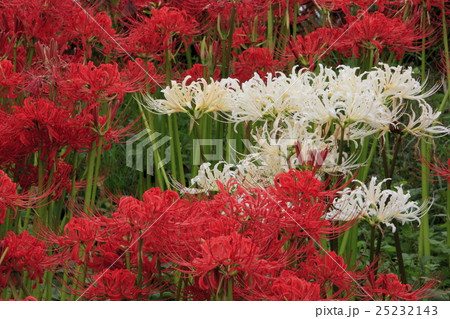 曼殊沙華 曼殊沙華 25232143