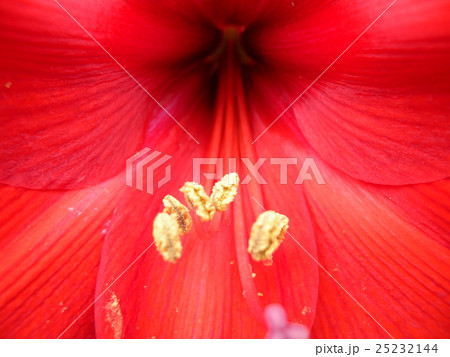 アマリリス 25232144