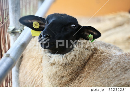 信州のサフォーク 25232284