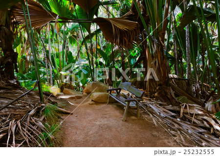 Pathway in jungle - Vallee de Mai - Seychelles Pathway in jungle - Vallee de Mai - Seychelles 25232555