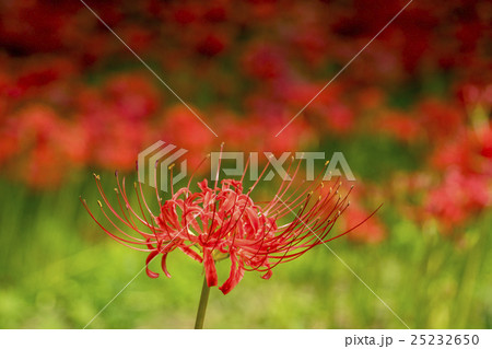 彼岸花　マンジュシャゲ 25232650