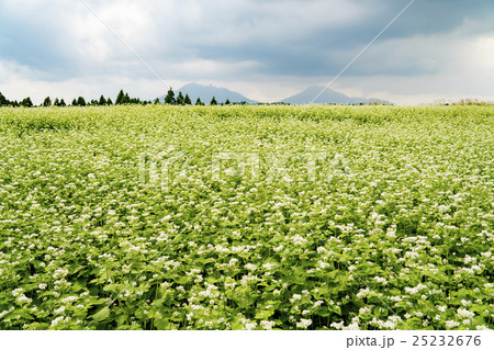 そばの花公園　ソバの花 25232676