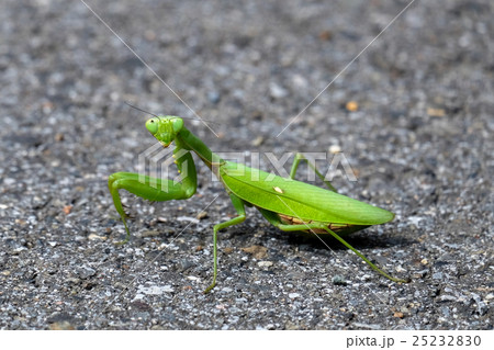 カマキリ 25232830