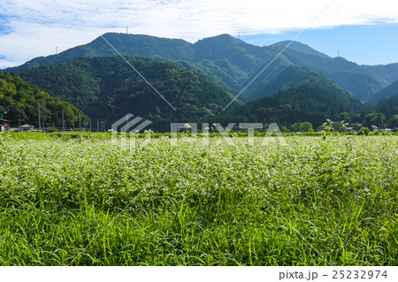 蕎麦畑と杉坂峠 蕎麦畑と杉坂峠 25232974